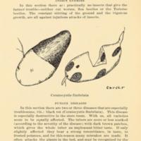 Possibilities of the Sweet Potato in Macon County, Alabama 2.jpg