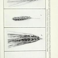 The identification of varieties of barley Figure 3.jpg