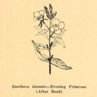 Evening Primrose.jpg