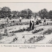 School Gardens 7.jpg