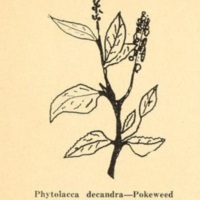 Pokeweed.jpg