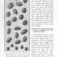 Bean and Pea Weevils 2.jpg