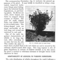 Alfalfa 3.jpg