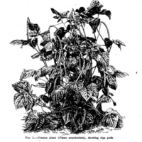 Cowpeas 1908  1.jpg