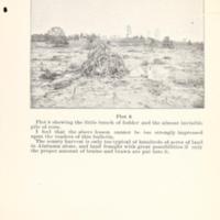 Increasing the Yield of Corn 5.jpg