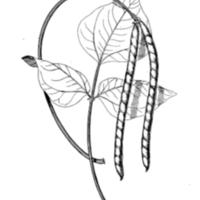 Cowpeas 2.jpg
