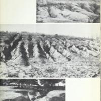 The Cotton and Tobacco South 6.jpg