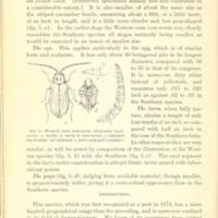 Corn Root-Worms 6.jpg