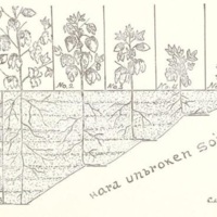 Cotton Growing for Rural Schools 2.jpg