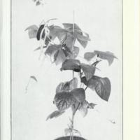 Cow Pea History 14.jpg