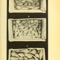 Marketing Southern-Grown Sweet Potatoes Illustration 1.jpg