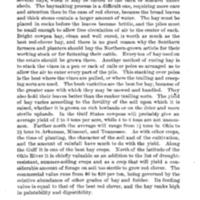 Cowpeas (Vigna catjang) 6.jpg