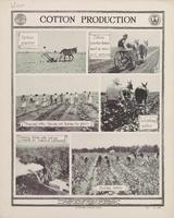 Cotton Production.jpg