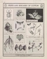 Pests and Diseases of Cotton.jpg