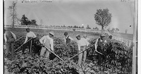Men in Field