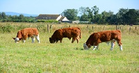 cattle in field