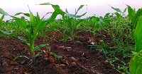 plants in soil