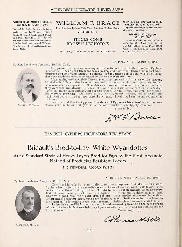 Bricaults Bred to Lay White Wyandottes.jpg
