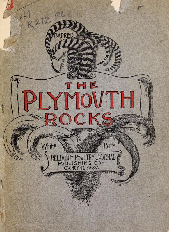 The Plymouth Rocks.jpg