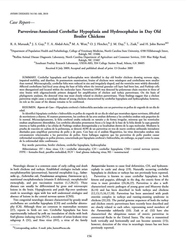 Parvovirus-Associated Cerebellar Hypoplasia and Hydrocephalus in Day Old Broiler Chickens.jpg