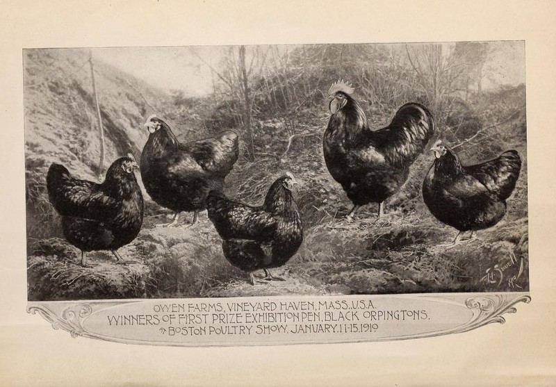 The Orpingtons Ilustration.jpg
