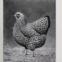 Silver Wyandotte.jpg