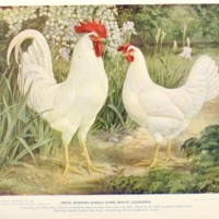 Prize Winning Single Comb White Leghorns.jpg