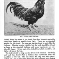 OrnamentalBreedsandVarieties5.jpg