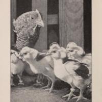 Our Domestic Birds Illustration.jpg