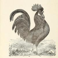 Quest of the Leghorn Illustration.jpg