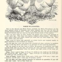 White Wyandottes.jpg