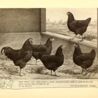 First Prize Pen Rose Comb.jpg