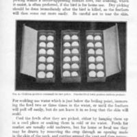 CareofMatureFowls7.jpg