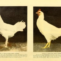 Profitable Culling and Selective Flock Breeding Illustration 1.jpg