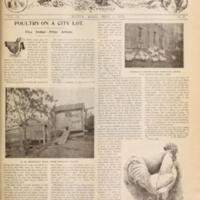 Farm Poultry A Just Judge Cover.jpg