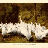 Productive Poultry Husbandry Illustration.jpg