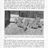 CareofMatureFowls5.jpg