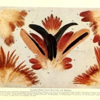 Standard Rhode Island Red Color and Markings.jpg
