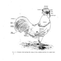 TheMediterraneanandContinentalClasses1.jpg