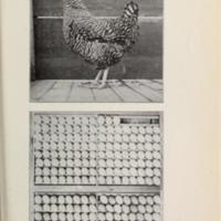 Hen Number 617 Maine Agricultural Experiment Station.jpg