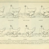 Proportions Females.jpg