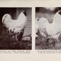 White Plymouth Rock and Wyandotte.jpg