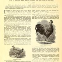 Origin of the Rhode Island Reds.jpg