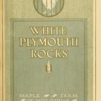 White Plymouth Rocks.jpg