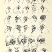 Typical Forms of Ornamental Appendages.jpg