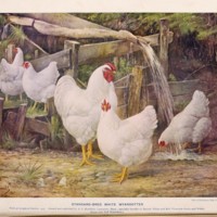 Standard Bred White Wyandottes.jpg
