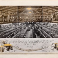 Poultry For Exhibition 2.jpg