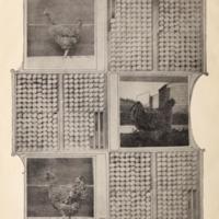 Eggs and Egg Farms Illustration.jpg