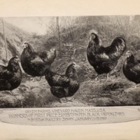 The Orpingtons Ilustration.jpg
