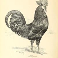The Leghorns Introductory 4.jpg